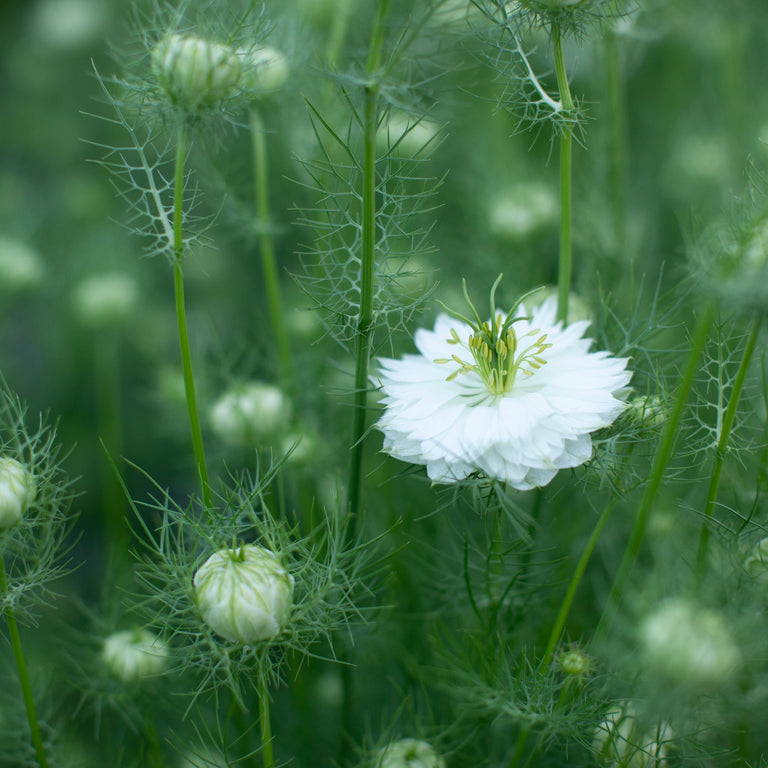 Love-in-a-mist Albion Green Pod – Floret Library