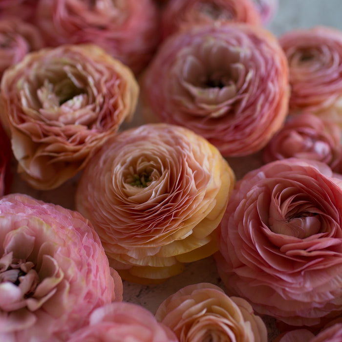 An overhead of Ranunculus Salmon