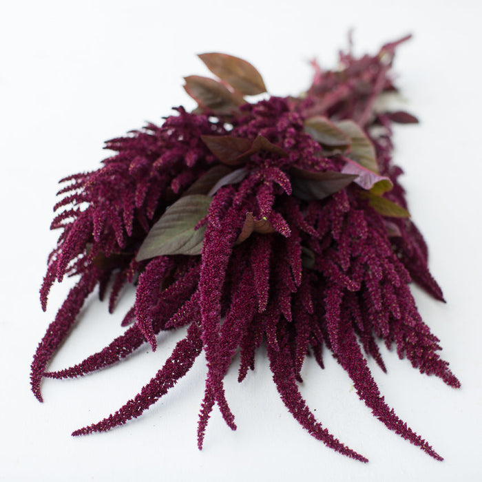 A bunch of Amaranth Opopeo