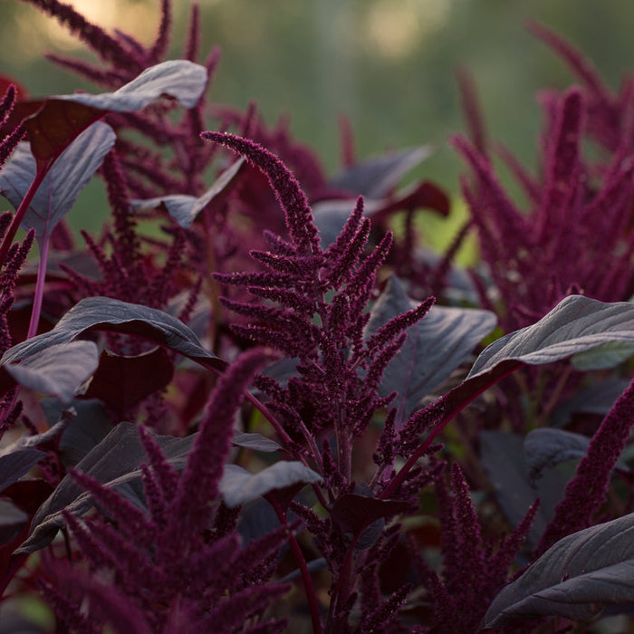 Amaranth Opopeo growing in the field