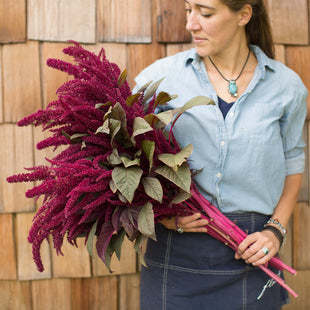 An armload of Amaranth Opopeo