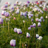 Anemone Pastel Mix growing in the field