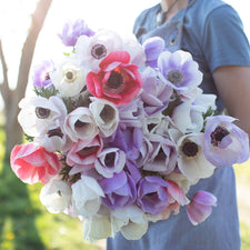 An armload of Anemone Pastel Mix