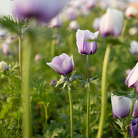 Anemone Blue-White growing in the field