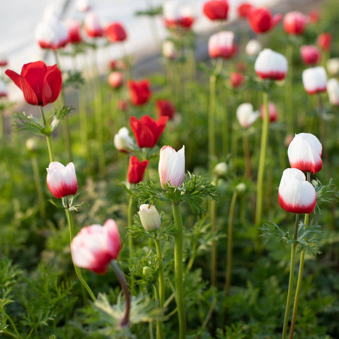 Anemone Red-White growing in the field