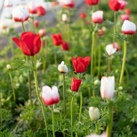 Anemone Red-White growing in the field