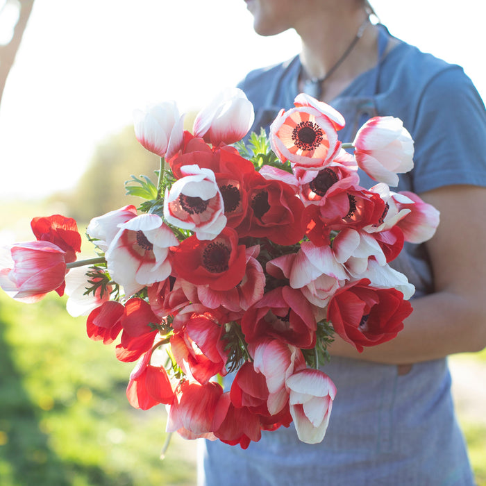 An armload of Anemone Red-White