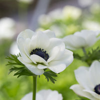 A close up of Anemone Black & White