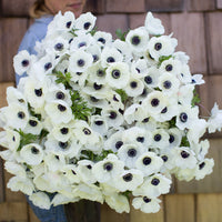 An armload of Anemone Black & White