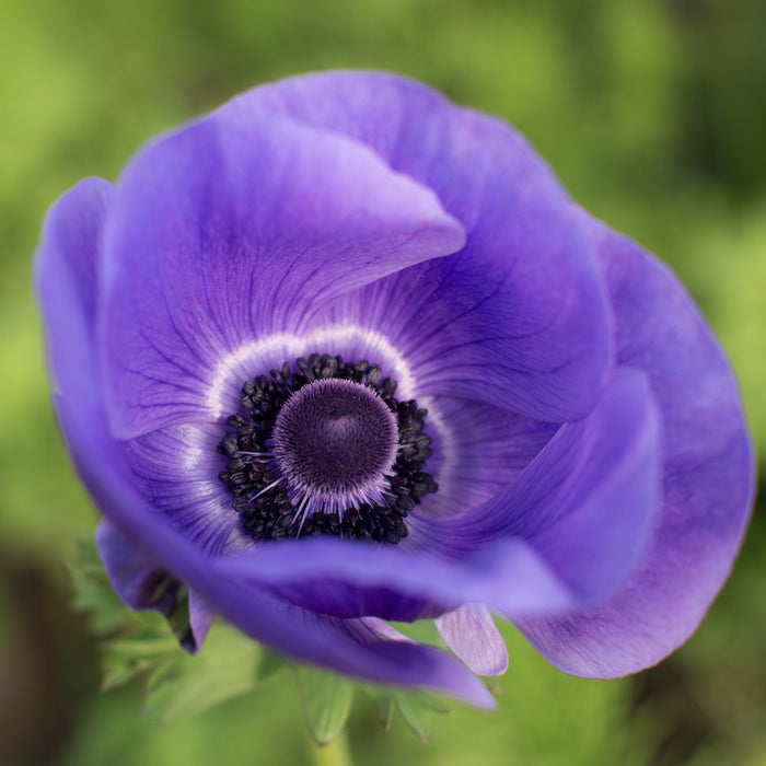 An overhead of Anemone Blue