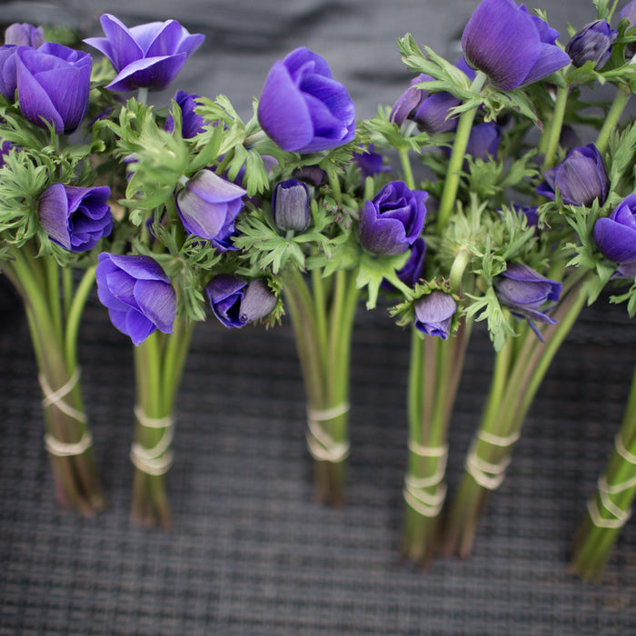 Bouquet's of Anemone Blue