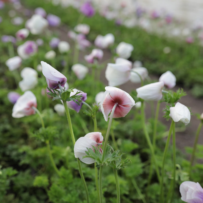 Anemone Pastel Mix growing in he field