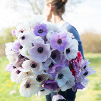 An armload of Anemone Pastel Mix