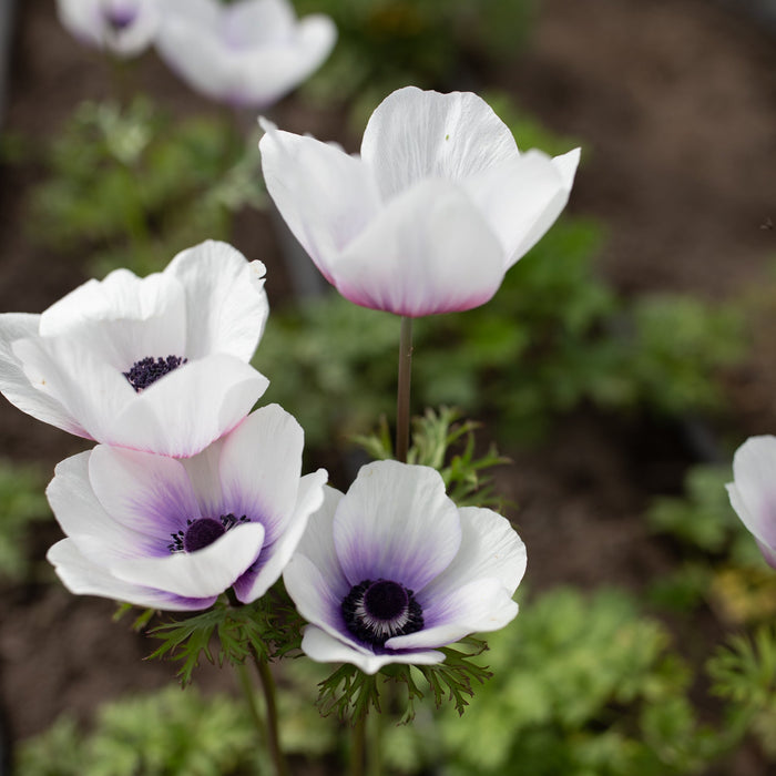 A close up of Anemone Blue-White