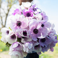 An armload of Anemone Blue-White