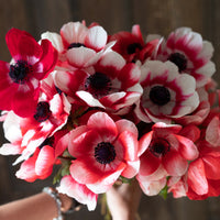 A handful of Anemone Red-White