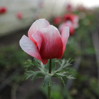 A close up of Anemone Red-White