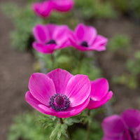A close up of Anemone Pink