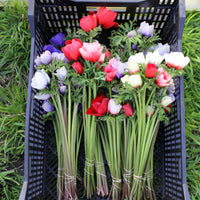 A crate with bunches of Anemone Pastel Mix