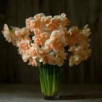 A bouquet of Narcissus Apricot Whirl
