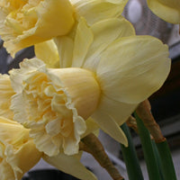 A close up of Narcissus Art Design