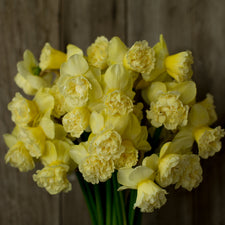 A bunch of Narcissus Art Design