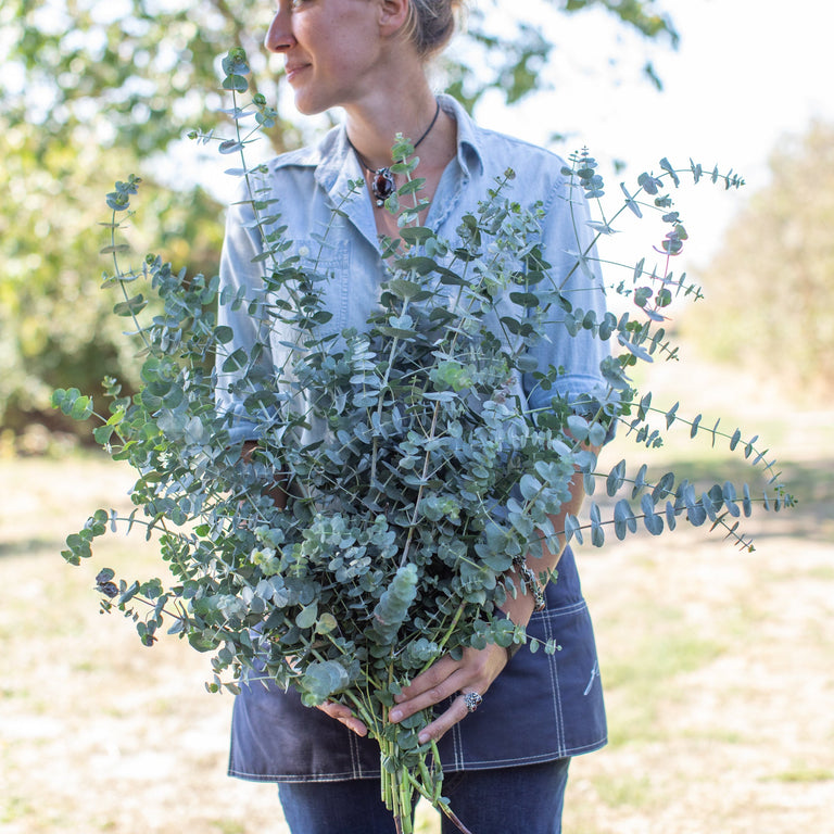 baby blue eucalyptus plant indoor Eucalyptus Baby Blue – Floret Library