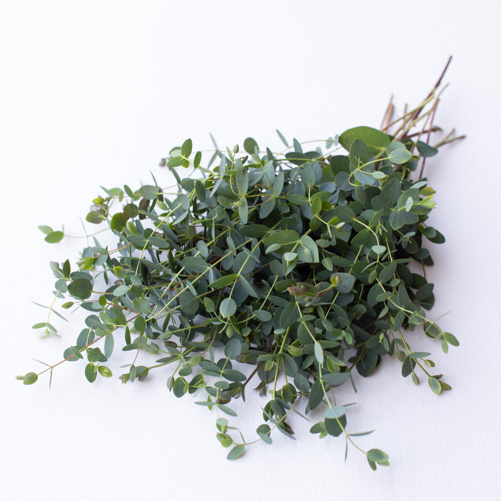 Eucalyptus Smallleaved Gum Floret Library