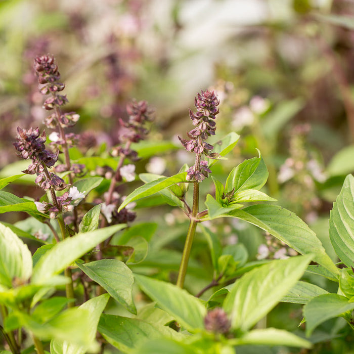 cinnamon basil plants Basil Cinnamon – Floret Library