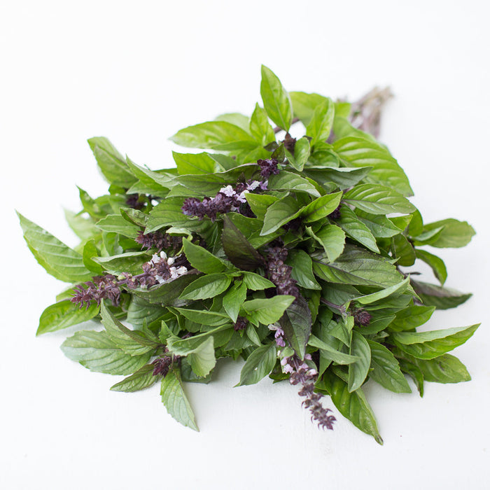 cinnamon mint plant Basil Cinnamon – Floret Library