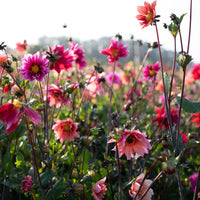Dahlia Bee's Choice Mix growing in the field