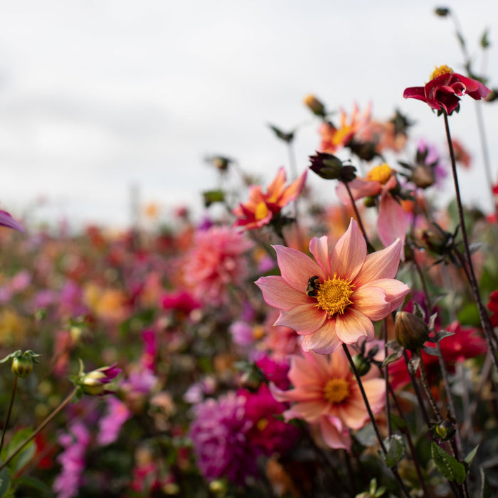 dahlia seeds floret Dahlia Bee's Choice – Floret Library