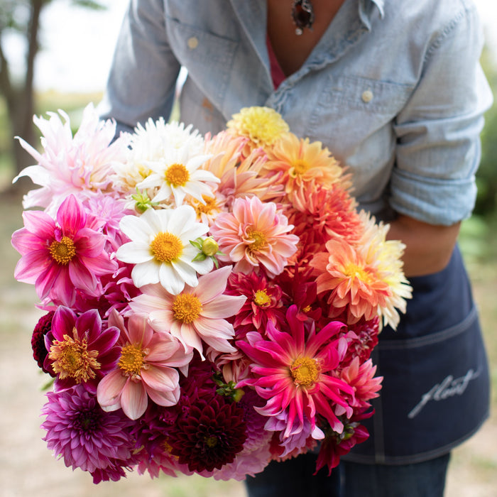 dahlia seeds floret Dahlia Bee's Choice – Floret Library