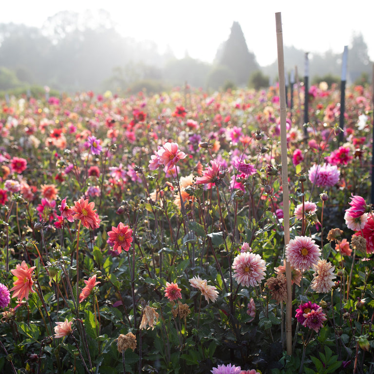dahlia seeds floret Dahlia Bee's Choice – Floret Library
