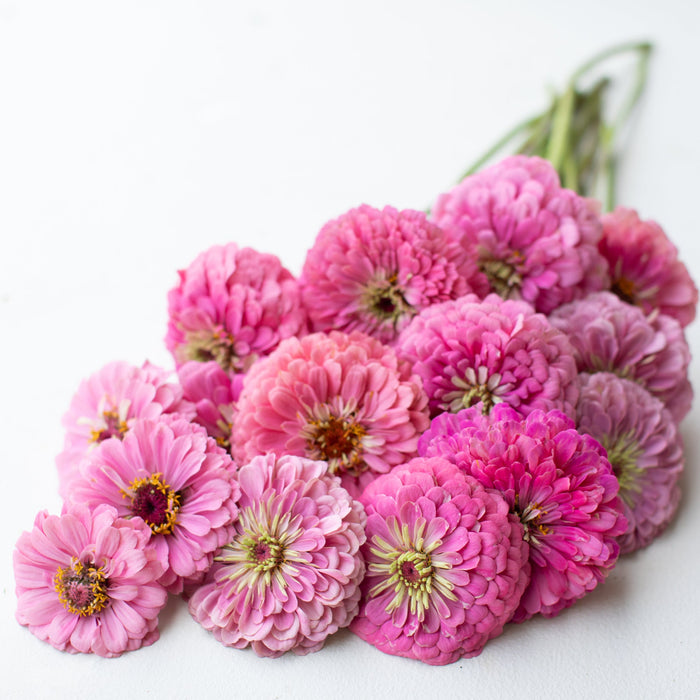 A bunch of Zinnia Benary's Giant Bright Pink