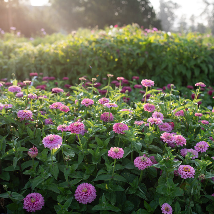 Zinnia Benary's Giant Bright Pink growing in the field