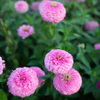 A close up of Zinnia Benary's Giant Bright Pink
