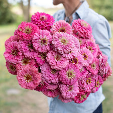 An armload of Zinnia Benary's Giant Bright Pink