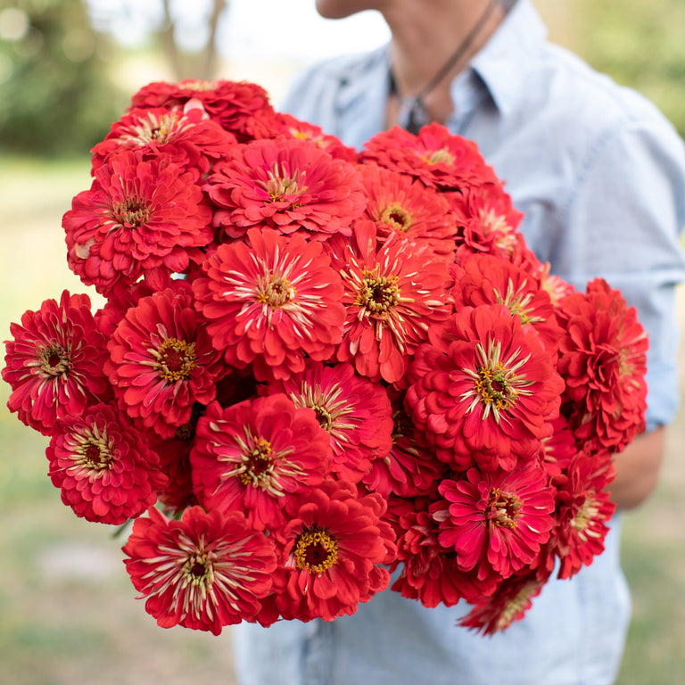 An armload of Zinnia Benary's Giant Coral
