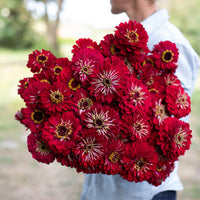An armload of Zinnia Benary's Giant Deep Red
