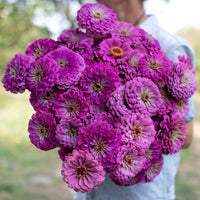 An armload of Zinnia Benary's Giant Lilac