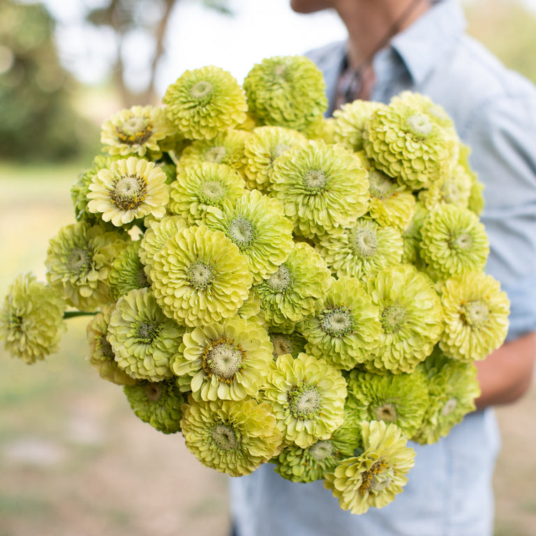 An armload of Zinnia Benary's Giant Lime