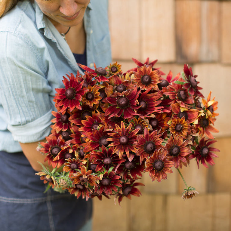Black-eyed Susan Cherry Brandy – Floret Library