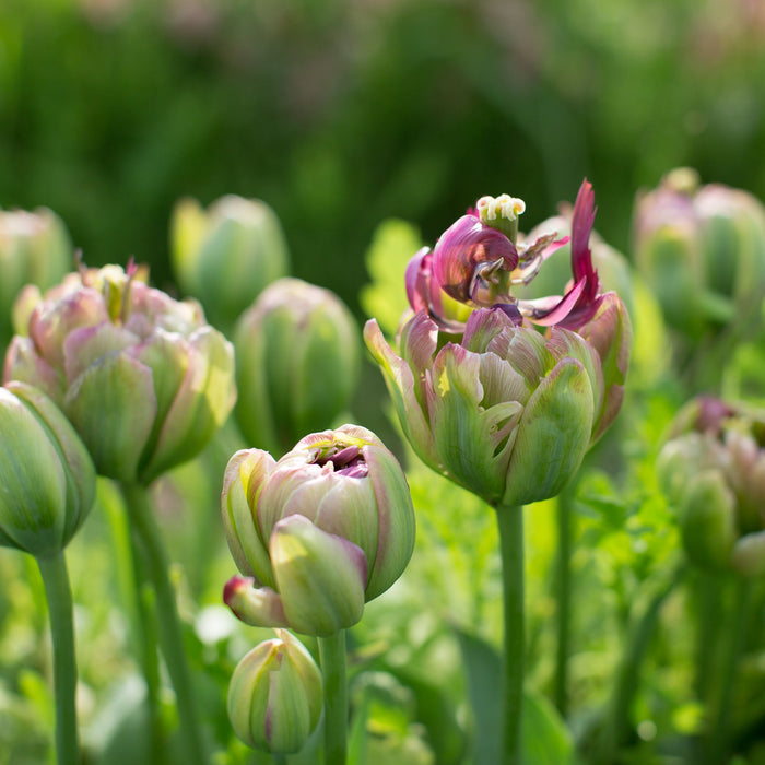 A close up of Tulip Boa Vista