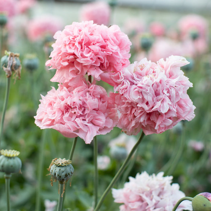 Breadseed Poppy Pink Peony – Floret Library