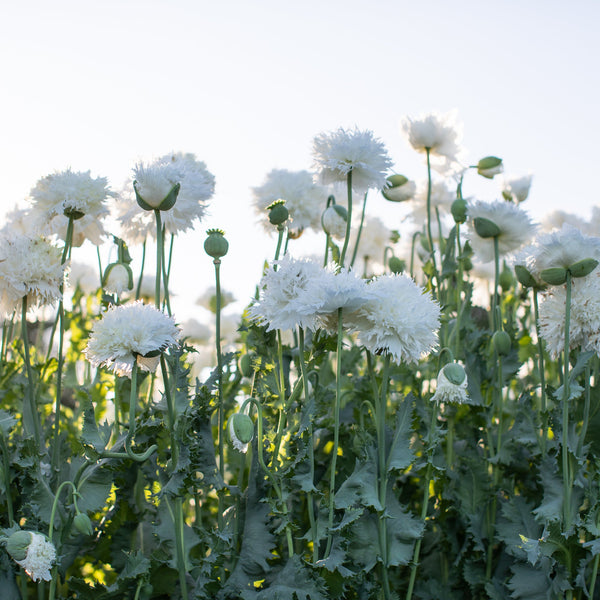 poppy seeds to plant Breadseed Poppy White Frills – Floret Library