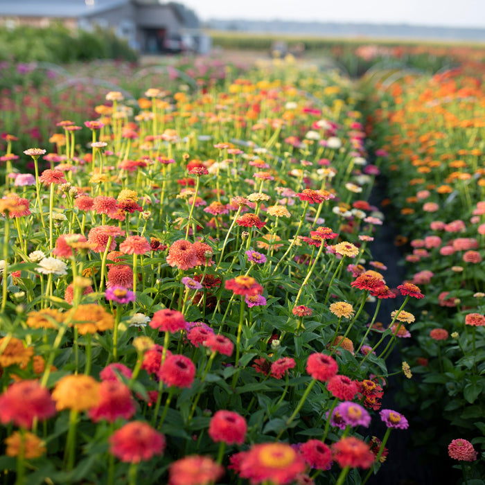 Zinnia Candy Mix growing in the field
