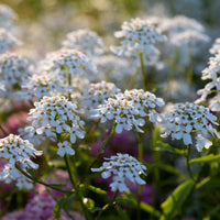 A close up of Candytuft Pinnacle White
