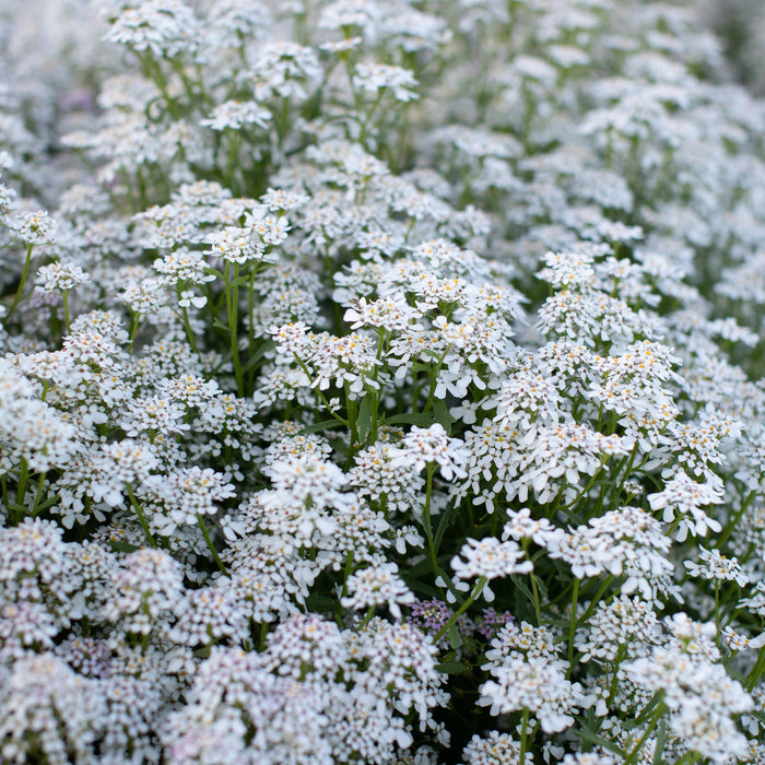 Candytuft Pinnacle White growing in the field
