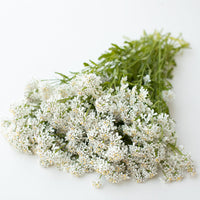 A bunch of Candytuft Pinnacle White
